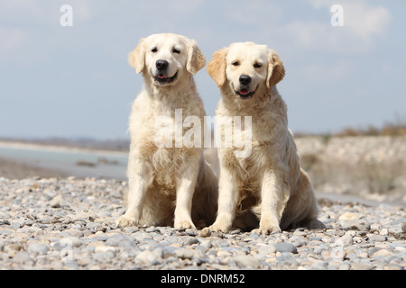 Cane Golden Retriever / 2 adulti seduti sulle rocce Foto Stock
