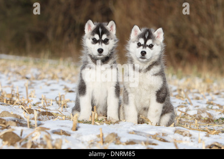 Cane Siberian Husky due cuccioli seduta nella neve Foto Stock