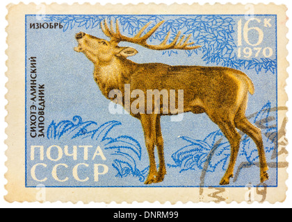 Unione Sovietica - circa 1970: francobollo stampato in URSS mostra immagine di un Cervus elaphus xanthopygus (manchurian) Foto Stock