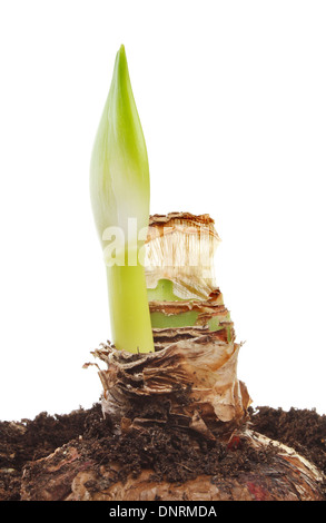 Amaryllis lampadina con fiore emergenti spike isolata contro bianco Foto Stock