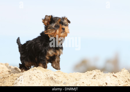 Cane Yorkshire Terrier / cucciolo in piedi sulla sabbia Foto Stock