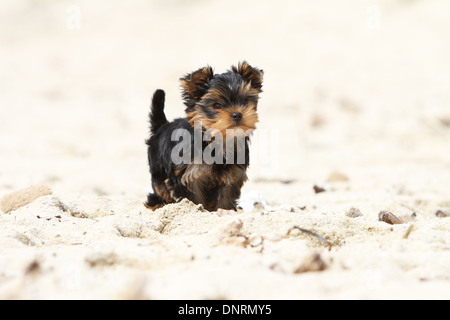 Cane Yorkshire Terrier / cucciolo in piedi sulla sabbia Foto Stock