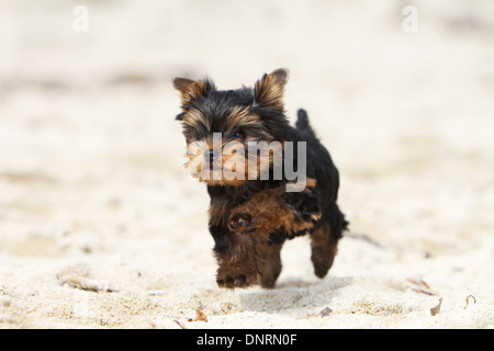 Cane Yorkshire Terrier / cucciolo correre sulla spiaggia Foto Stock