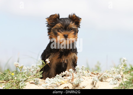 Cane Yorkshire Terrier cucciolo / seduta sulla sabbia Foto Stock