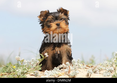 Cane Yorkshire Terrier cucciolo / seduta di dune Foto Stock