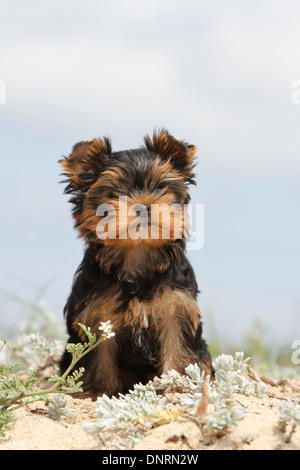 Cane Yorkshire Terrier cucciolo / seduta sulla sabbia Foto Stock