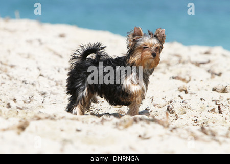 Cane Yorkshire Terrier / adulti permanente sulla spiaggia Foto Stock