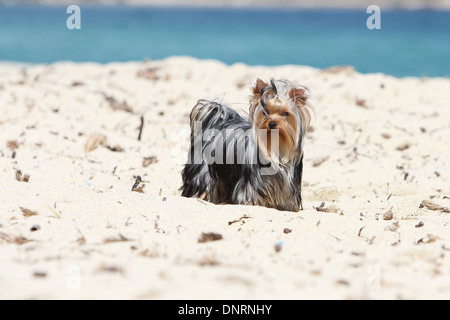 Cane Yorkshire Terrier / adulti permanente sulla spiaggia Foto Stock