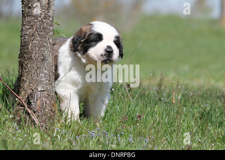 Cane san Bernardo longhaired cucciolo in piedi accanto a un albero Foto Stock