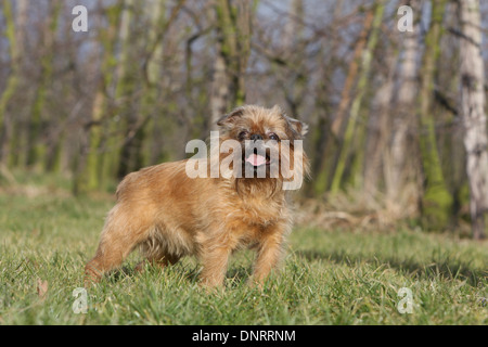 Cane Bruxelles Griffon / Griffon Bruxellois adulto in piedi in un prato Foto Stock