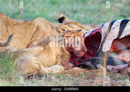 Lion cub mangiare zebra in Mara riserva, Kenya Foto Stock