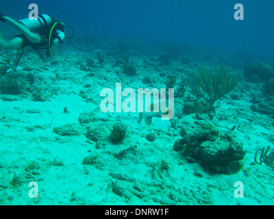 Un porcospino pesce nuota attraverso le acque tropicali al largo della costa di Bonaire come un subacqueo nuota passato. Foto Stock