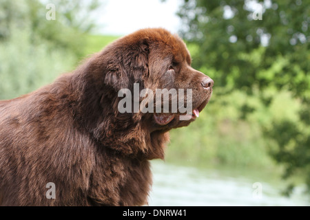 Terranova cane / adulti (marrone) ritratto Foto Stock