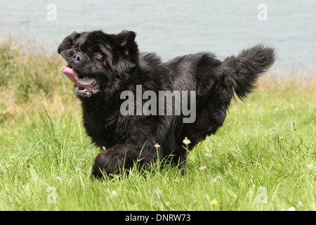 Terranova cane / adulti in esecuzione in un prato Foto Stock