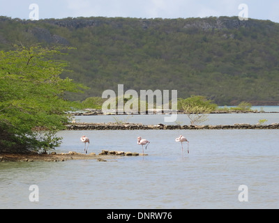 Fenicotteri rosa delle saline in Curacao Foto Stock