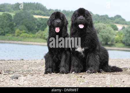 Terranova cane / due adulti (nero) seduto sul bordo di un lago Foto Stock