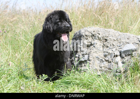 Terranova cane / giovani in piedi accanto ad una roccia Foto Stock