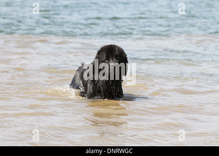 Cane di Terranova cucciolo / in piedi in mare Foto Stock