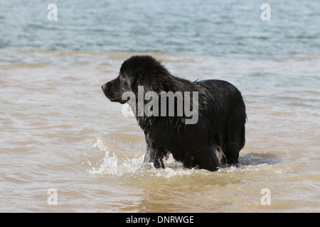 Cane di Terranova cucciolo / in piedi in mare Foto Stock
