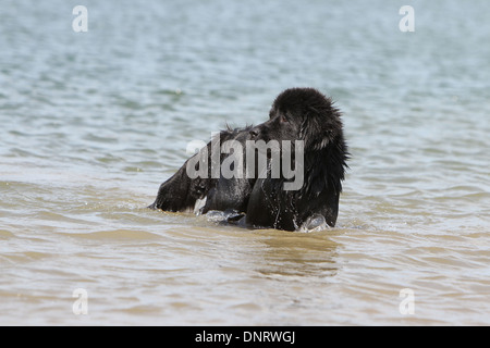 Cane di Terranova cucciolo / in piedi in mare Foto Stock
