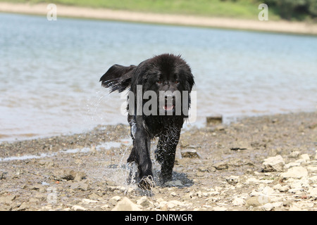 Cane di Terranova cucciolo / correre sulla spiaggia Foto Stock