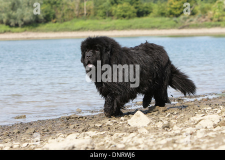 Terranova cane / adulti in esecuzione sul bordo di un lago Foto Stock
