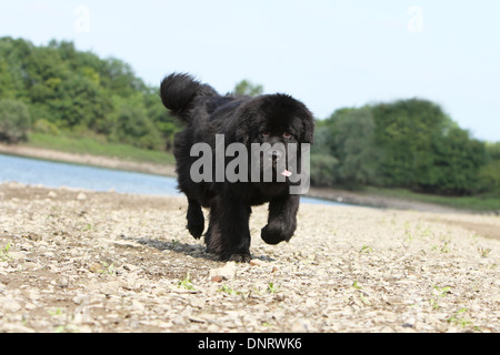 Terranova cane / adulti in esecuzione sul bordo di un lago Foto Stock