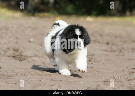 Cane di Terranova cucciolo / in esecuzione in un percorso Foto Stock