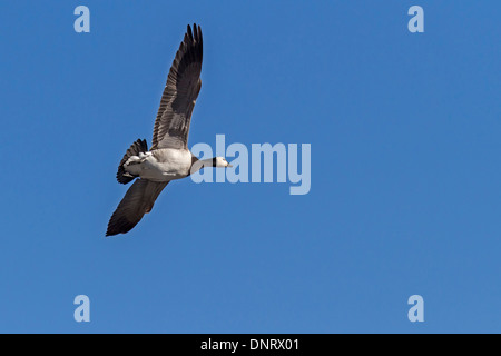 Flying barnacle goose / Branta leucopsis Foto Stock