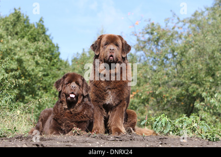 Terranova cane / due adulti (marrone) in un prato Foto Stock