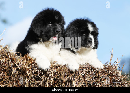 Terranova cane / due cuccioli che giace su di una balla di paglia Foto Stock