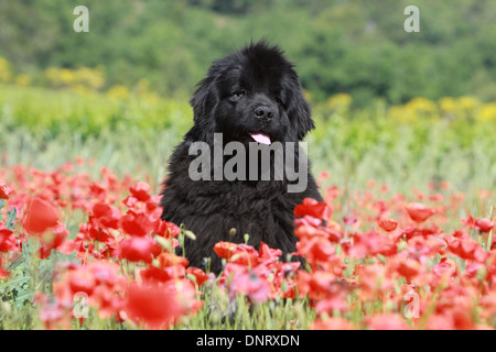 Terranova cane / adulti (nero) seduto in un campo di papaveri Foto Stock