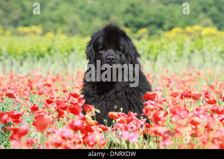 Terranova cane / adulti (nero) seduto in un campo di papaveri Foto Stock