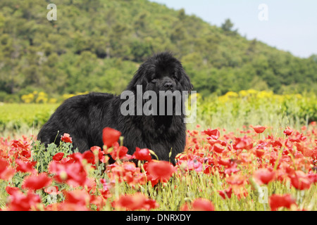 Terranova cane / adulti (nero) in piedi in un campo di papaveri Foto Stock