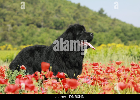 Terranova cane / adulti (nero) in piedi in un campo di papaveri Foto Stock