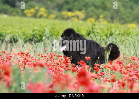 Terranova cane / adulti in esecuzione in un campo di papaveri Foto Stock