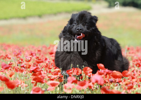 Terranova cane / adulti in esecuzione in un campo di papaveri Foto Stock