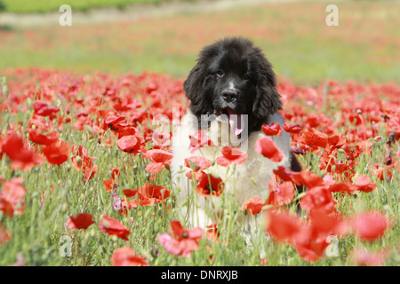 Cane di Terranova cucciolo / seduto in un campo di papaveri Foto Stock