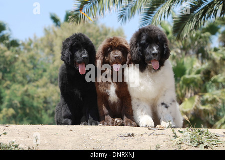 Terranova cane / tre cuccioli (diversi colori) seduto sulla spiaggia Foto Stock