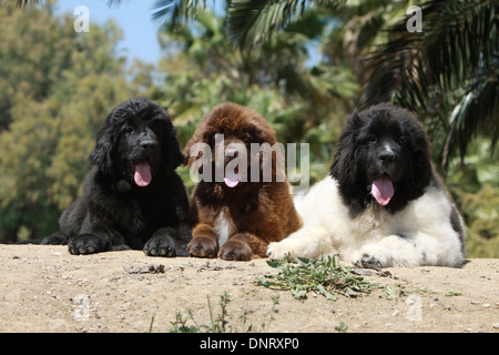 Terranova cane / tre cuccioli (diversi colori) giacente a terra Foto Stock