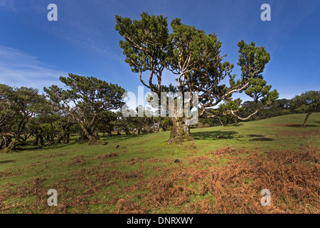 Vecchio bay allori Madeira, Portogallo / Laurus nobilis Foto Stock