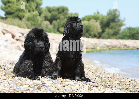 Terranova cane / adulto e cucciolo sulla spiaggia Foto Stock