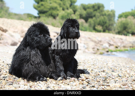 Terranova cane / adulto e cucciolo sulla spiaggia Foto Stock