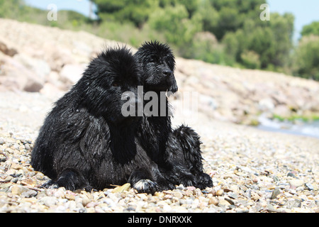 Terranova cane / adulto e cucciolo sulla spiaggia Foto Stock