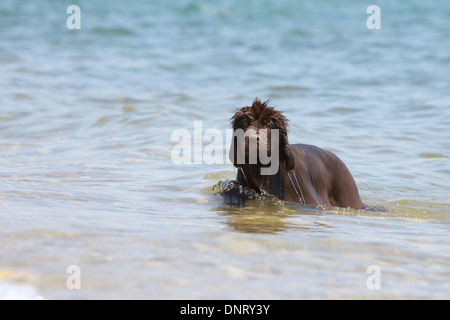 Cane di Terranova cucciolo / nuoto in mare Foto Stock