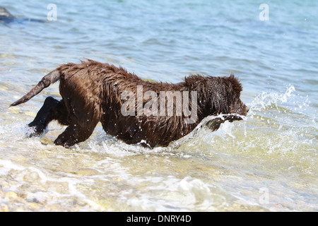 Cane di Terranova cucciolo / va in acqua Foto Stock