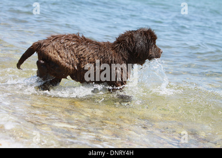Cane di Terranova cucciolo / va in acqua Foto Stock