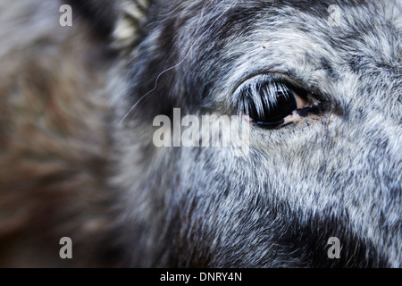 In prossimità di una testa di cavallo - gli occhi Foto Stock