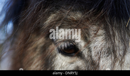 In prossimità di una testa di cavallo - gli occhi Foto Stock