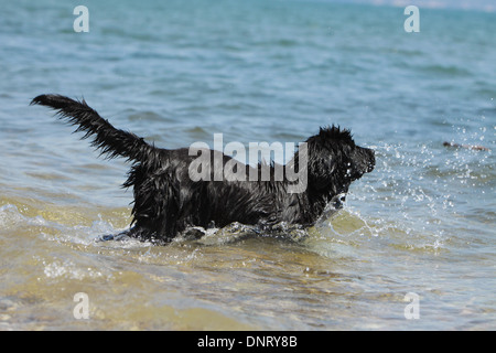 Cane di Terranova cucciolo / entra in acqua Foto Stock
